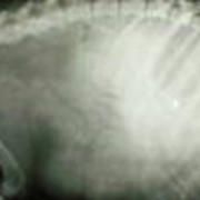Рентгенография ветеринарная фотография