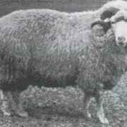 Продажа племенных овец романовской породы