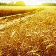 Куплю пшеницу, экспорт пшеницы из Украины фото