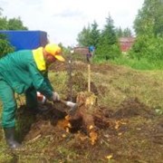 Корчевка и удаление пней фото