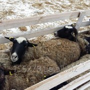 Овцы Романовской породы фото