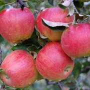 Летний сорт яблок Прима фото