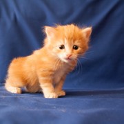Daiki Genkina neko - чудесный котенок. фотография