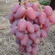 Саженцы винограда сорт Виктор фото