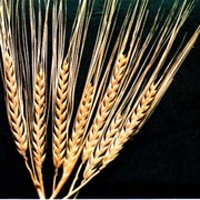 Семена ярого ячменя Эней Одесской слекции фотография