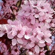 Черемуха Prunus virginiana Shubert 120 – 140 фотография
