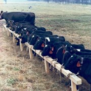Разведение молочного крупно рогатого скота