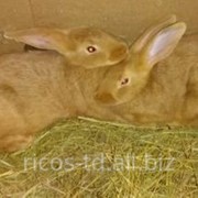 Чистокровные кролики мясной породы – Бургундец фото