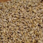 Культуры кормовые зерновые пшеница феражная продам в Виннице. фото