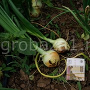 Ранний лук оптом с фермерского хозяйства (Волгоград) фото