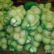 Сетка овощная 50*80 зелёная фото