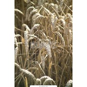 Пшеница продовольственная, на экспорт фото