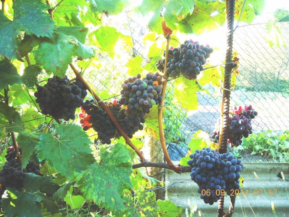 Посадка винограда осенью саженцами, черенками, отводками