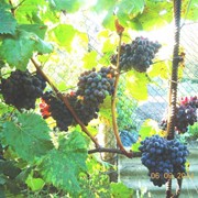 Саженцы винограда Альминский фото