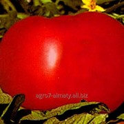 Семена томата Кинг Рок / King Rock, Семена томатов детерминантных фотография