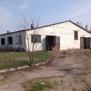 Комплекс животноводческий, ферма, свиноферма, Киевская область фото