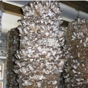 Помощь в организации грибного бизнеса. Обучение персонала по выращиванию грибов на дому, консультативная поддержку постоянным клиентам и начинающим грибоводам фотография