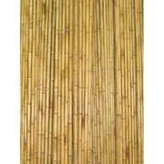 Бамбук декоративный. фото