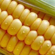 Зерно кукуруза фото