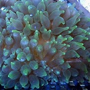 Актиния пузырчатая - Entacmea quadricolor colored фото
