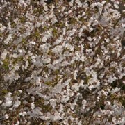 Сакура Prunus incisa Kojou-no-mai обхват ствола 120KM