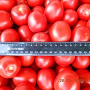 Продам помидор на экспорт из Украины