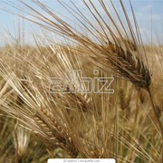 Выращивание зерновых технических культур фото