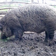 Купить свинью мангал в Киеве. свиньи породы Мангал, цена фото