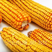 Зубовидный гибрид кукурузы АС13281 фото