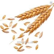 Пшеница 3 класс мягких сортов фото