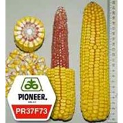 Семена гибрида кукурузы ПР37Ф73 / PR37F73 ФАО 435