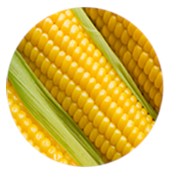 Крупа кукурузная весовая и фасованная (экструзионная и магазинка) фотография