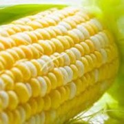 Семена кукурузы, оптом Украина