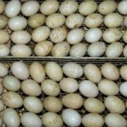 Яйца цесарки инкубационные оптом фото