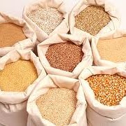 Пшено и крупы пшеничные на Экспорт, товар от производителя фотография