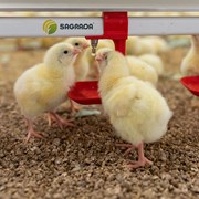 Линии поения для бройлеров фото