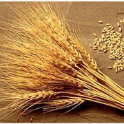 Переработка зерна гречихи и пшеницы