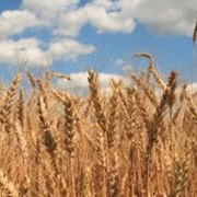 Зерно, зерновые культуры на экспорт