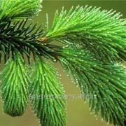 Сосна Pinus mugo Humpy фотография