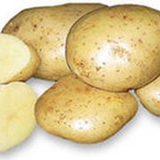 Сортовой картофель фото