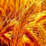 Зерно пшеничное фото