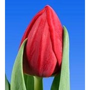 Тюльпаны к 8 марта из Голландии фото
