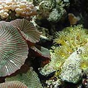 Гриб коралловый Discosoma ferrugatus фотография
