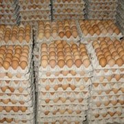 Инкубационное яйцо кур несушек Ломан Браун фото