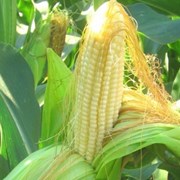 Семена гибриды кукурузы НК Нерисса (Syngenta) фотография