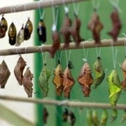 Куколки тропических бабочек фотография
