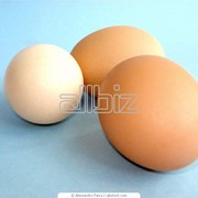 Инкубация куриного яйца от 5000шт фото