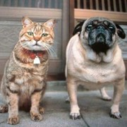 Стерилизация кошек и собак фото