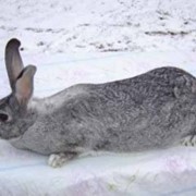 Разведение кроликов породы серый великан фото
