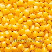 Свежея зерно кукурузы фото